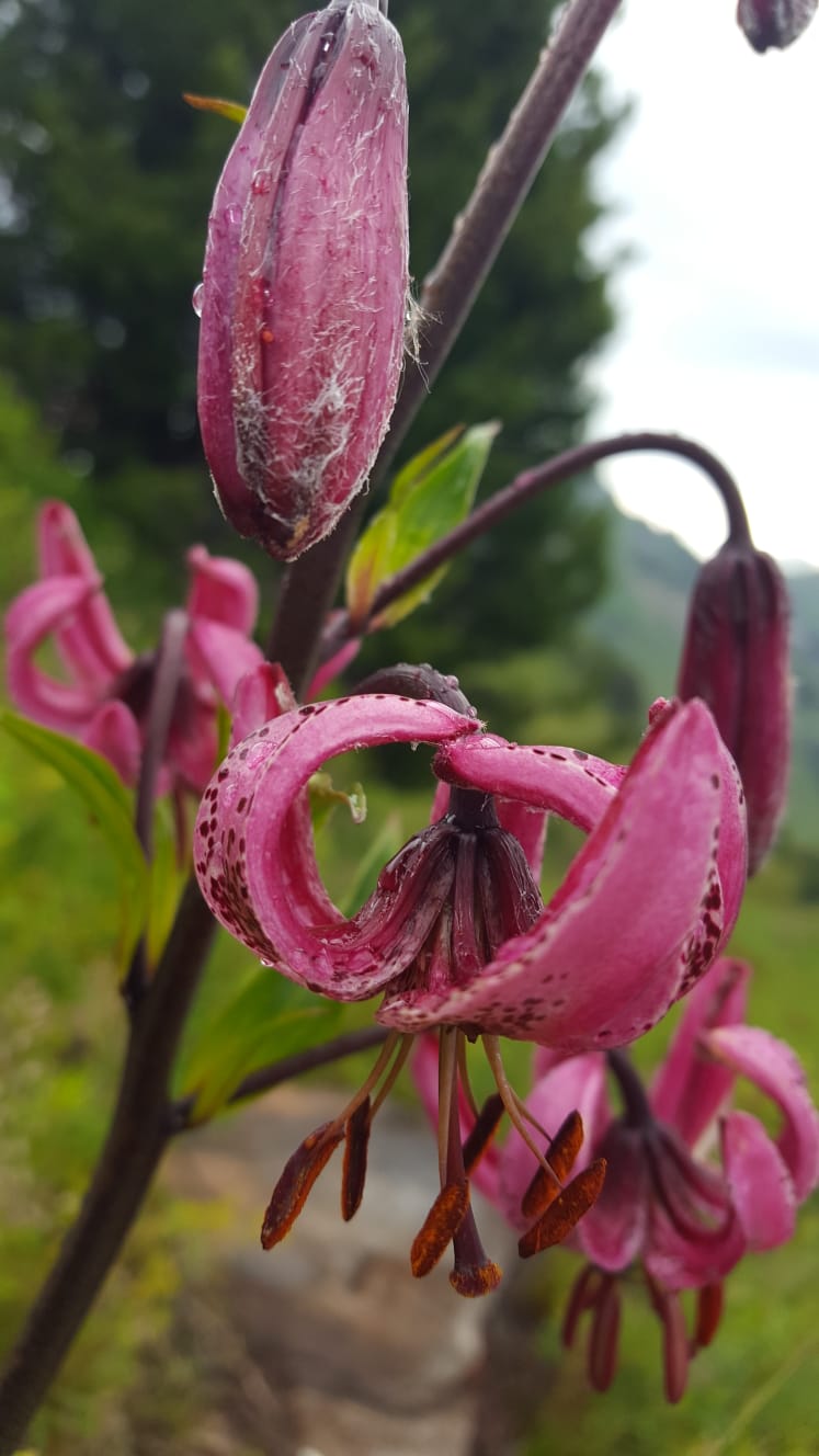 Botanischer Alpengarten Schynige Platte Pflanzen